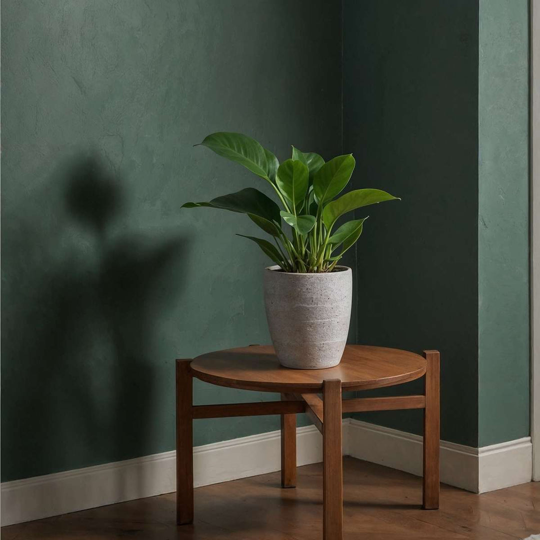 Philodendron 'Green Princess' - Set van 2