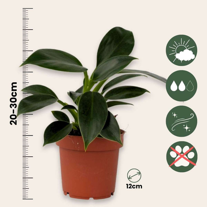 Philodendron 'Green Princess'