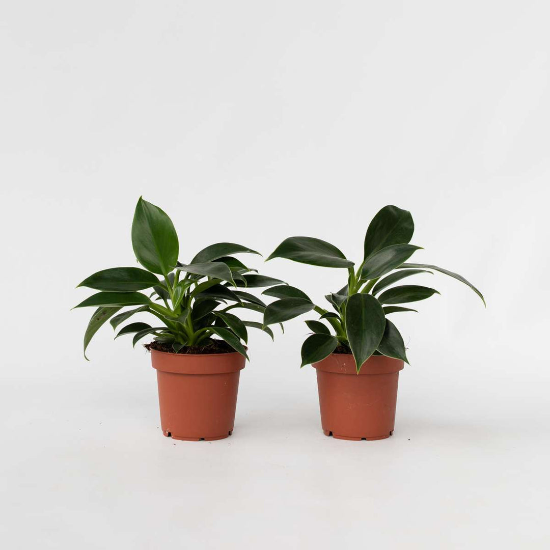 Philodendron 'Green Princess' - Set van 2