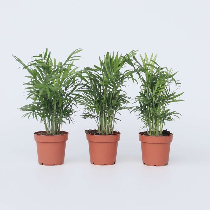 Chamaedorea elegans - Set van 3 - Dwergpalmen