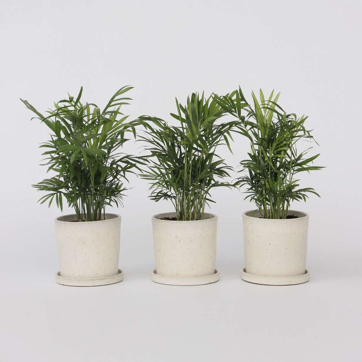 Chamaedorea elegans - Set van 3 - Dwergpalmen