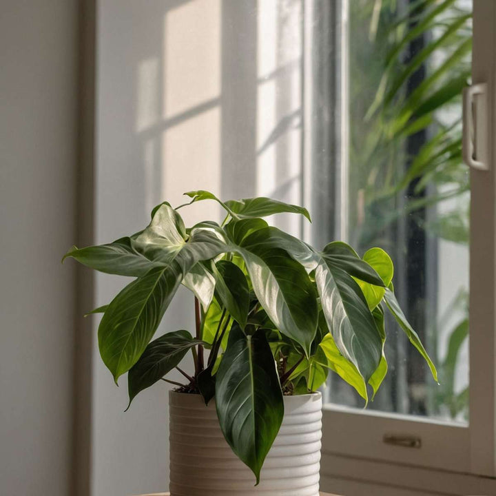 Philodendron 'Florida Groen' - Set van 2