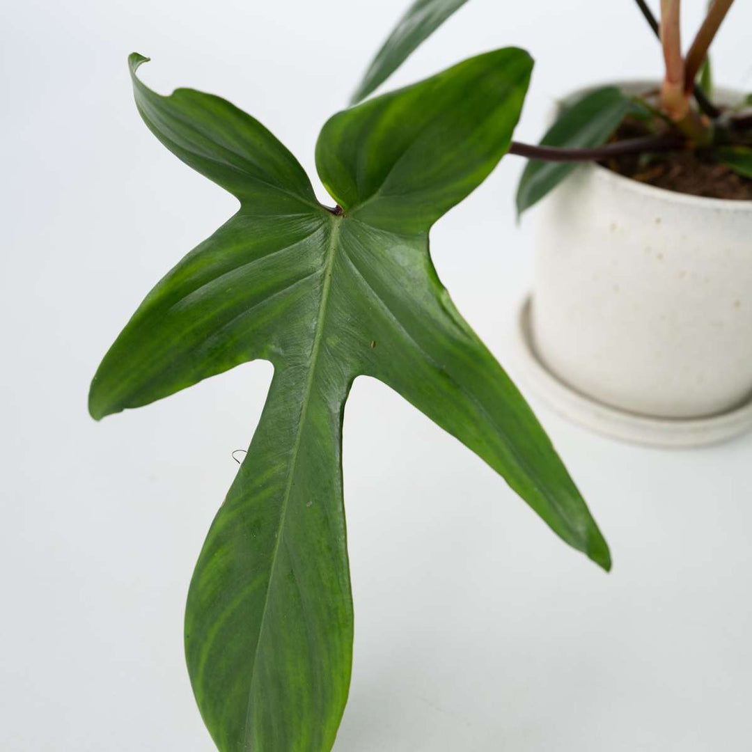 Philodendron 'Florida Groen'