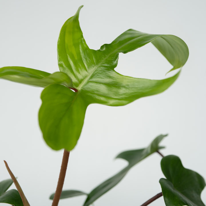 Philodendron 'Florida Groen'