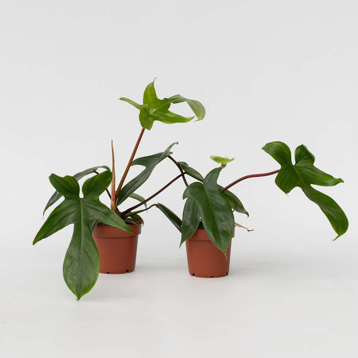 Philodendron 'Florida Groen' - Set van 2