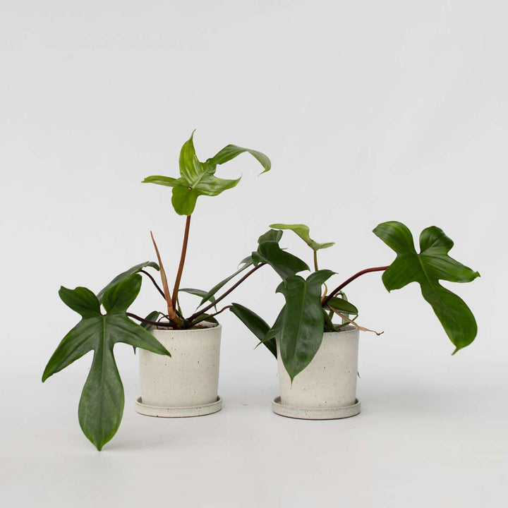 Philodendron 'Florida Groen' - Set van 2