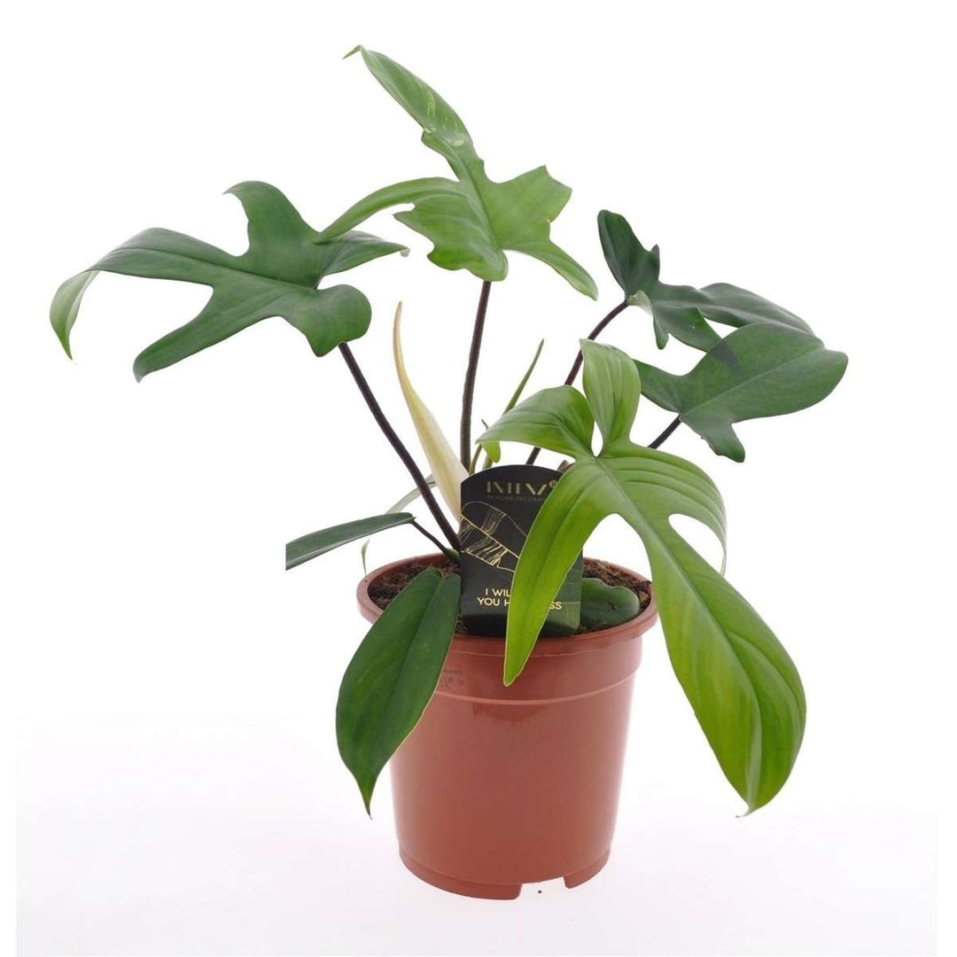 Filodendron 'Florida Green' - FloraStore