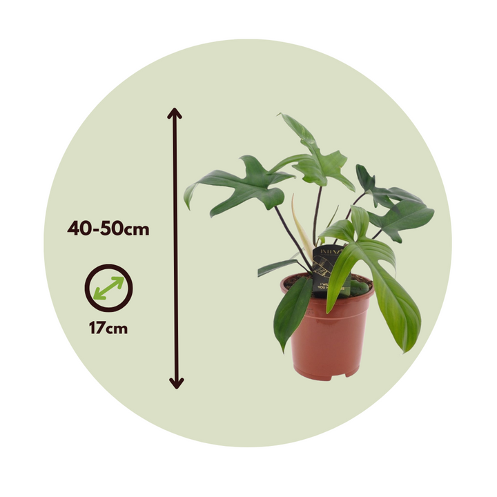 Filodendron 'Florida Green' - FloraStore