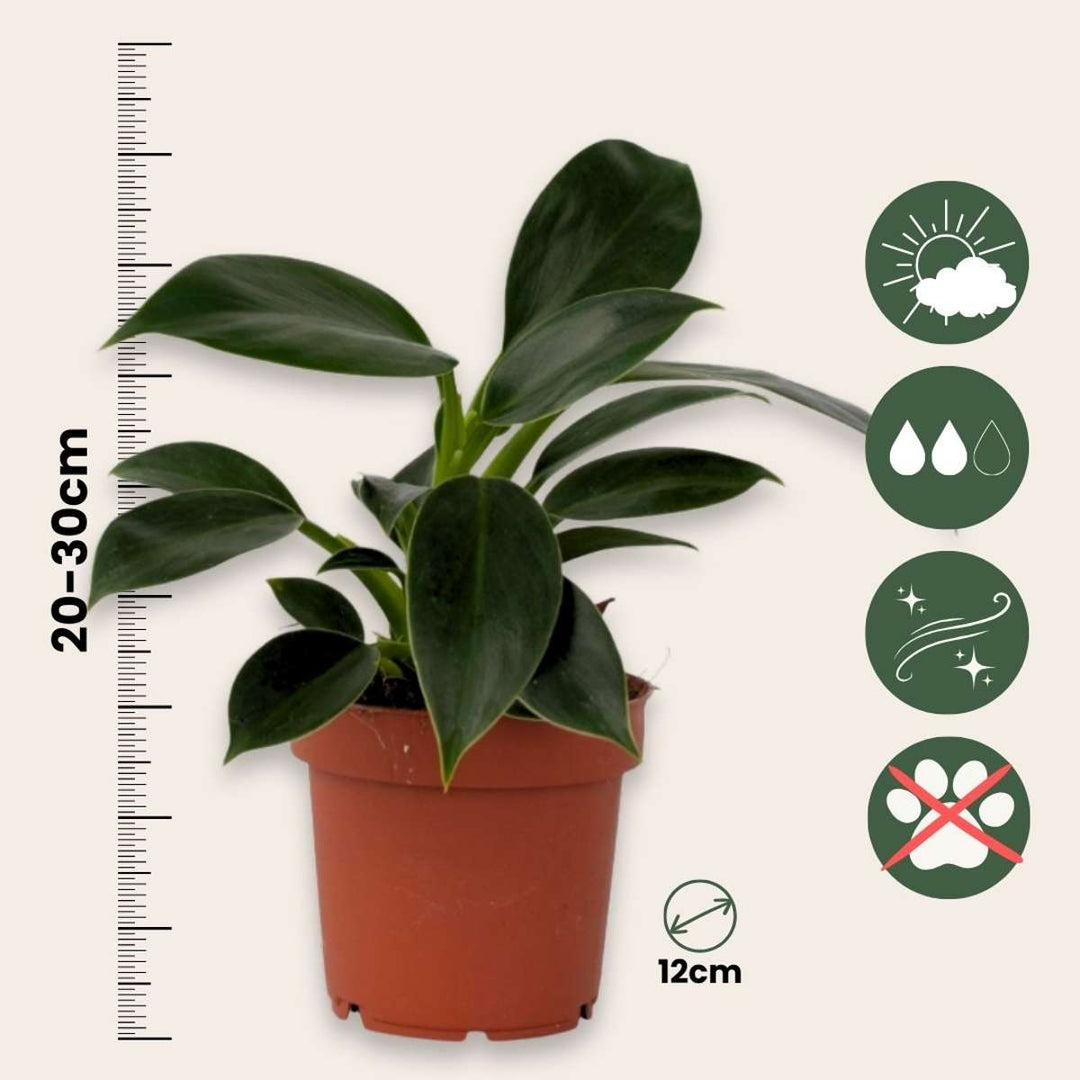 Zelene sobne biljke 'Tropske' - Mješavina 3 - FloraStore