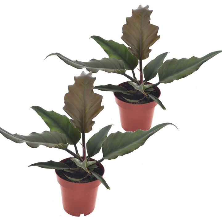 Filodendron karamela - Set od 2