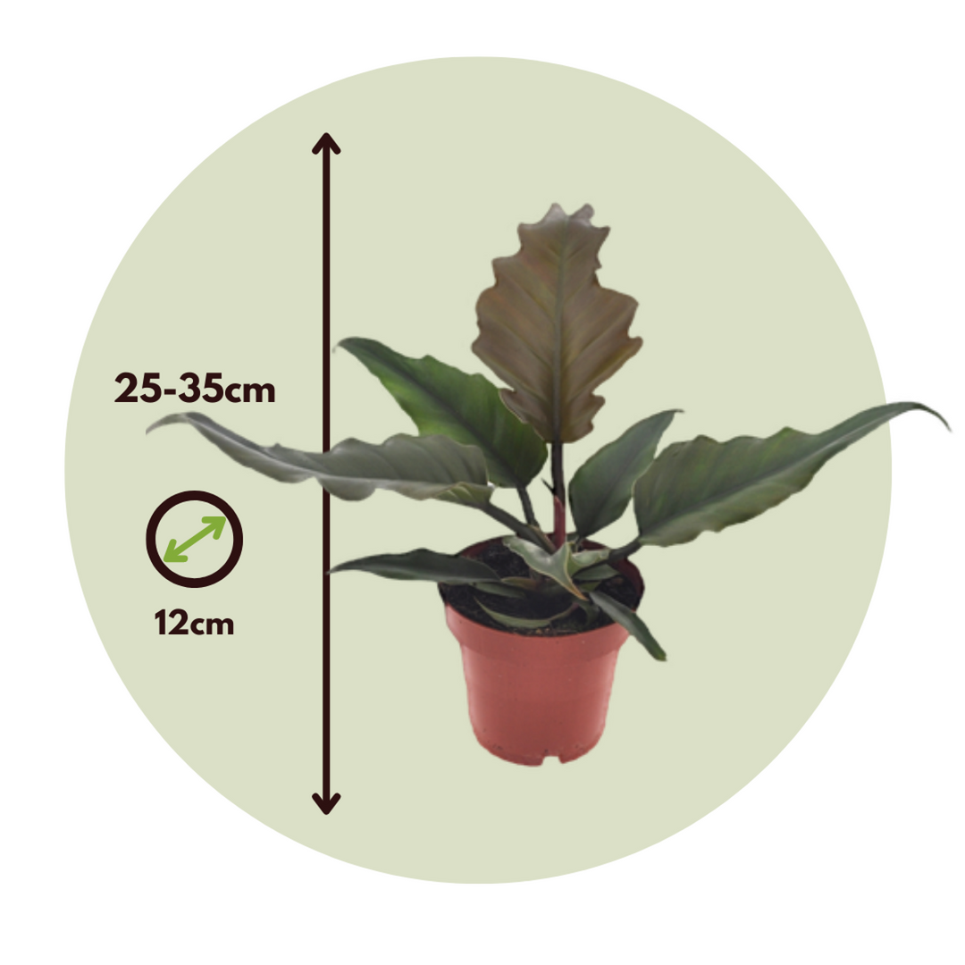 Filodendron karamela - Set od 2