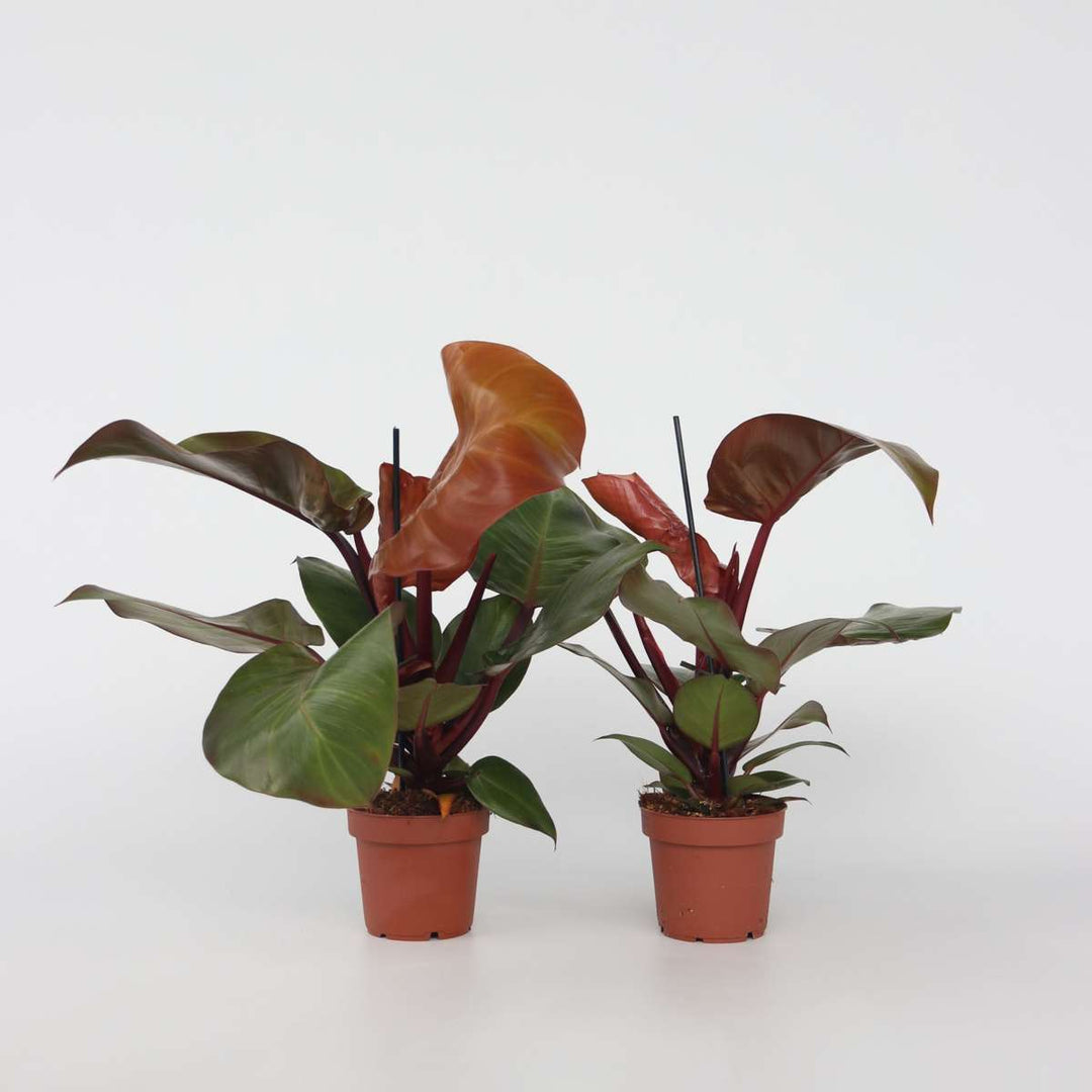 Philodendron 'Zonlicht' - Set van 2