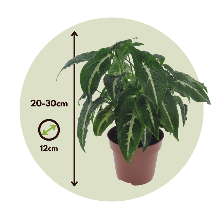 Syngonium Wendlandii