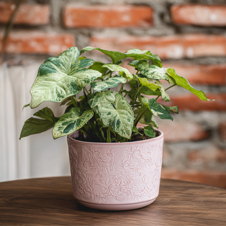 Syngonium Milk Confetti - Set of 2