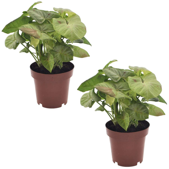 Syngonium Milk Confetti - Set of 2