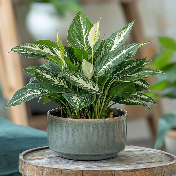 Spathiphyllum Diamond - Lepelplant