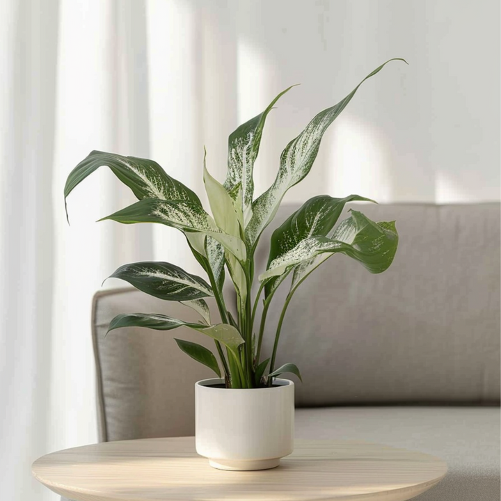 Spathiphyllum Diamond - Lepelplant