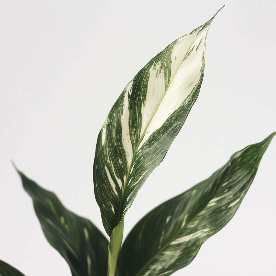 Spathiphyllum Diamond - Lepelplant