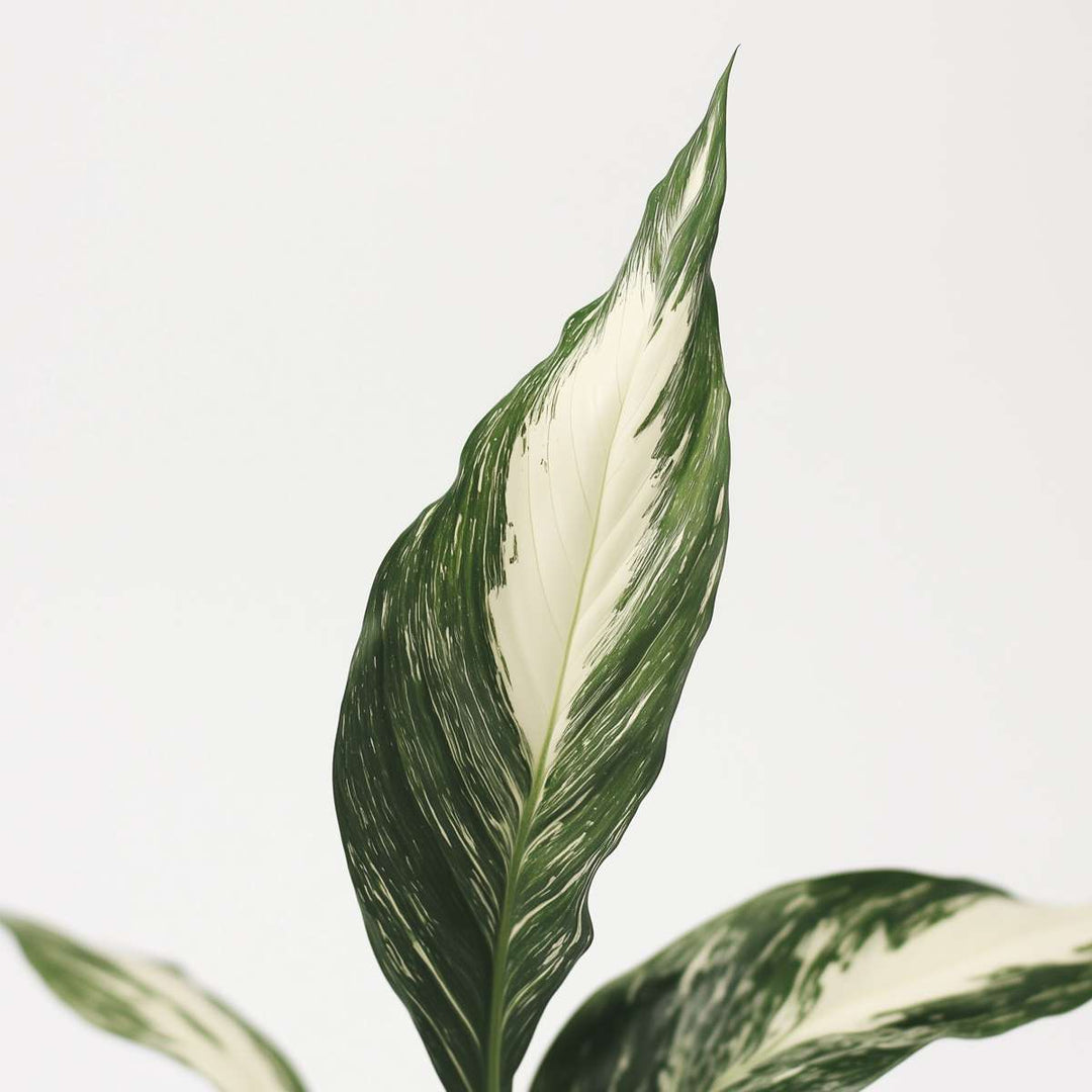 Spathiphyllum Diamond - Lepelplant