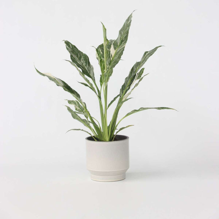 Spathiphyllum Diamond - Lepelplant