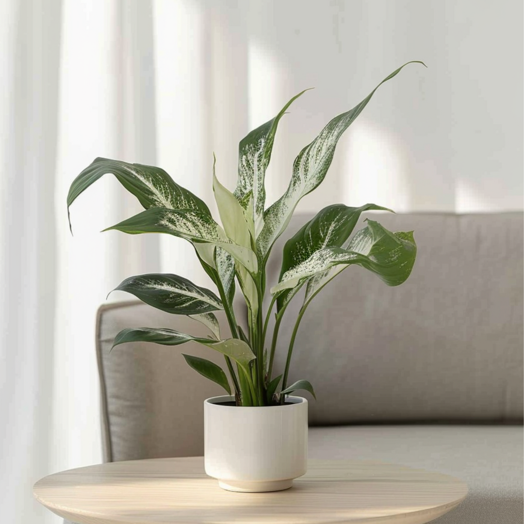 Spathiphyllum Diamond - Set van 2