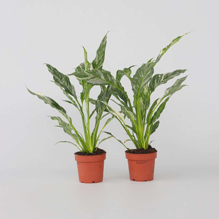 Spathiphyllum Diamond - Set van 2