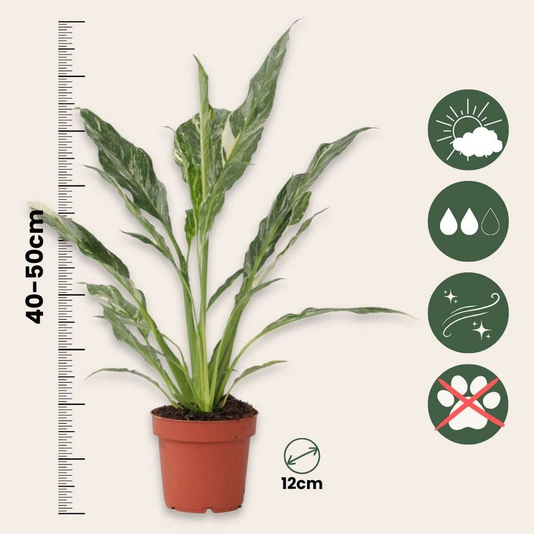 Spathiphyllum Diamond - set od 2 komada