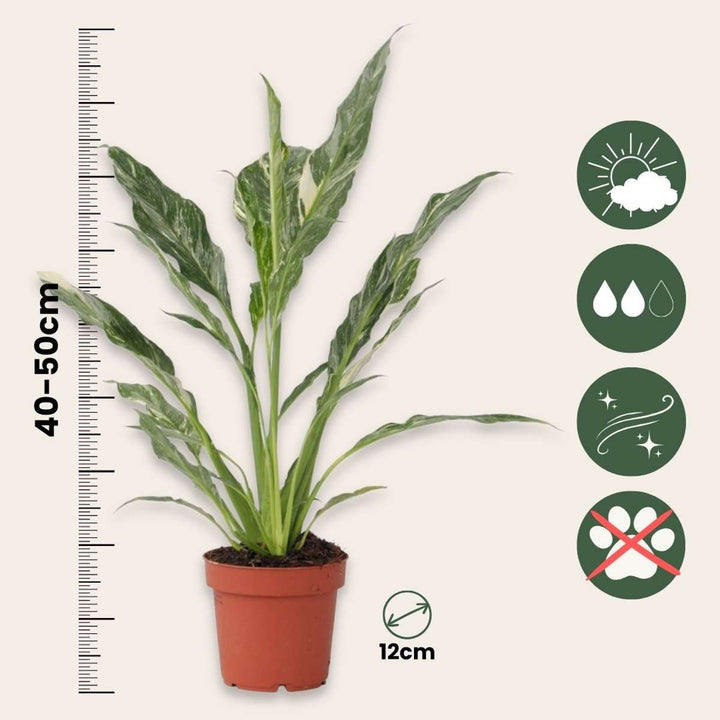 Spathiphyllum Diamond - set od 2 komada