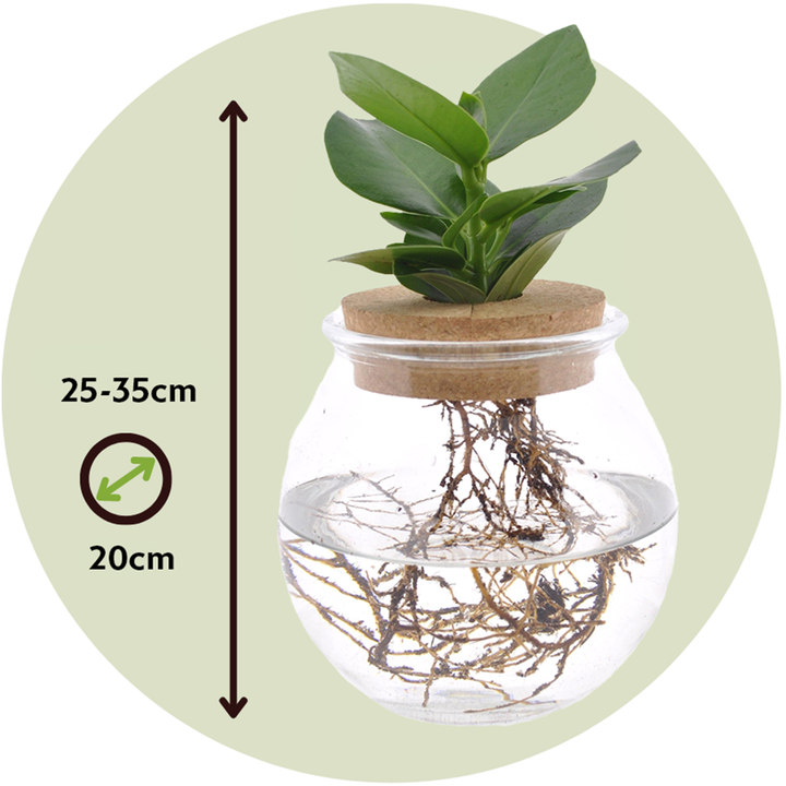 Clusia in glas - Hydroponie - Kamerplant op water