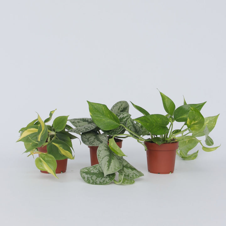 Epipremnum Mix - Set van 3 - Kamerplanten