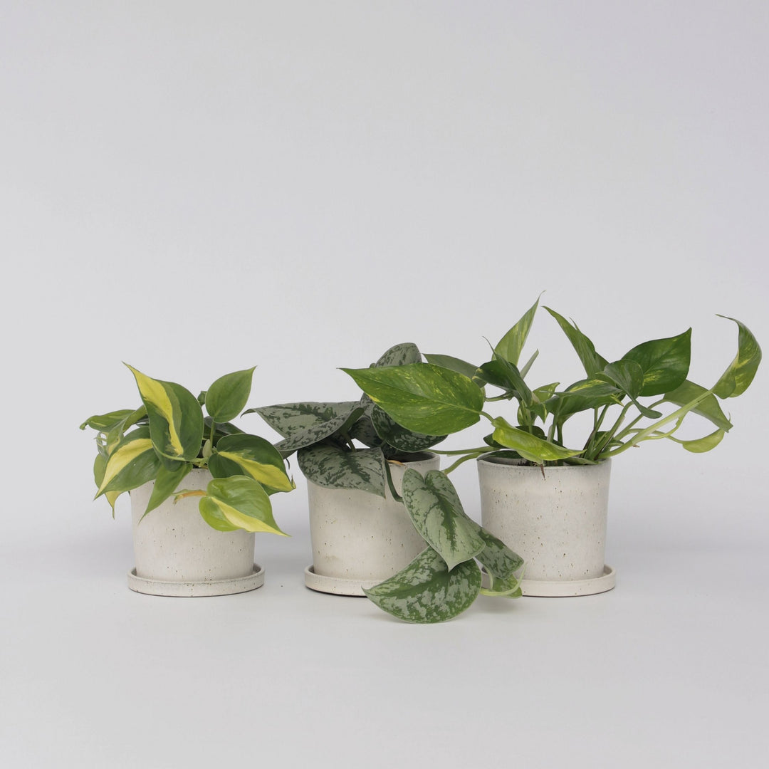 Epipremnum Mix - Set van 3 - Kamerplanten