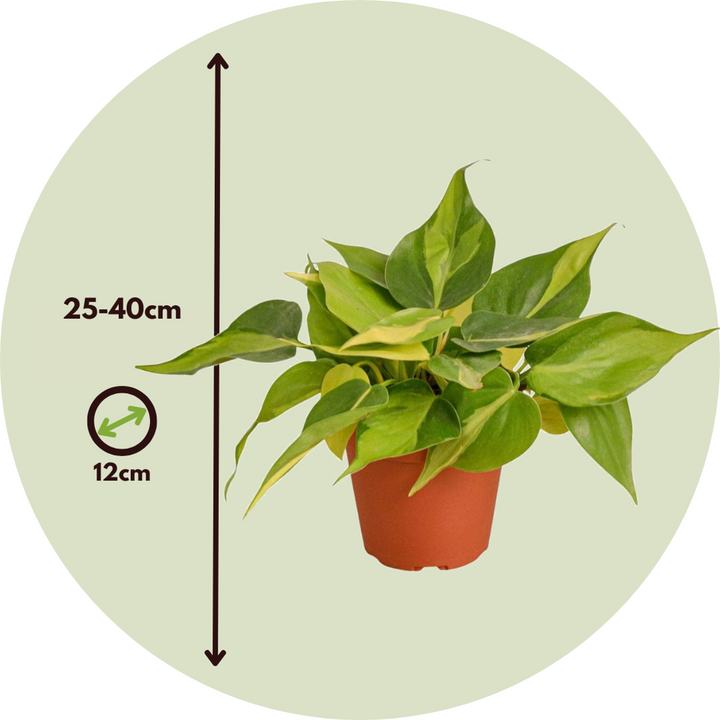 Epipremnum Mix - Set van 3 - Kamerplanten