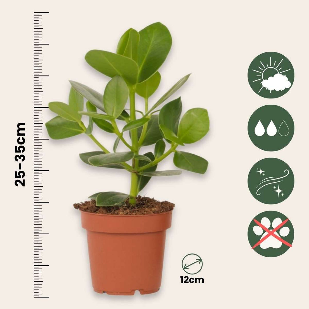 Clusia rosea 'Princess' - Set van 2