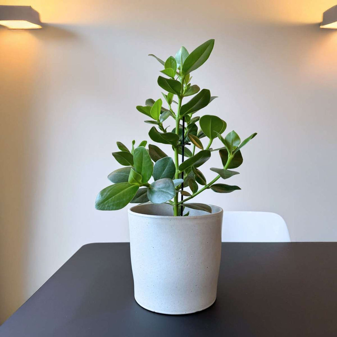 Clusia rosea 'Princess'