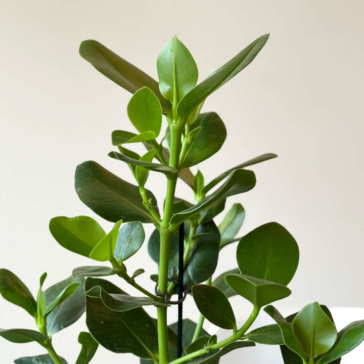 Clusia rosea 'Princess'