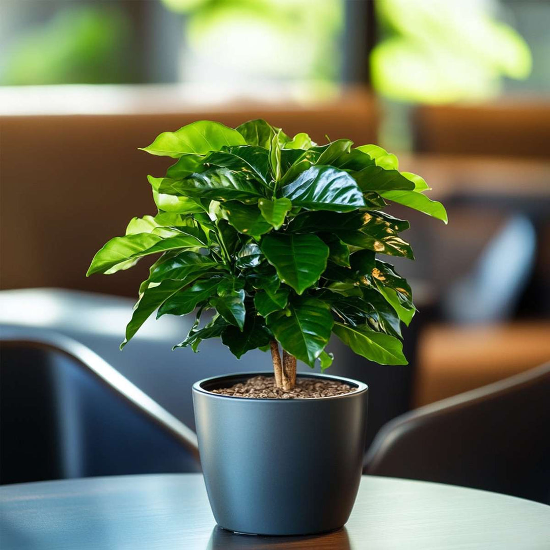 Coffea arabica - koffieplant