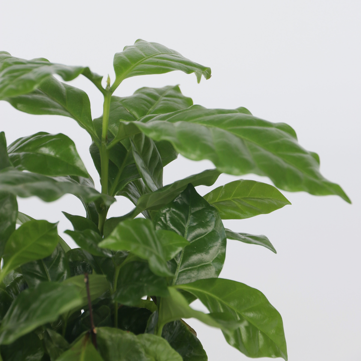 Coffea arabica - koffieplant