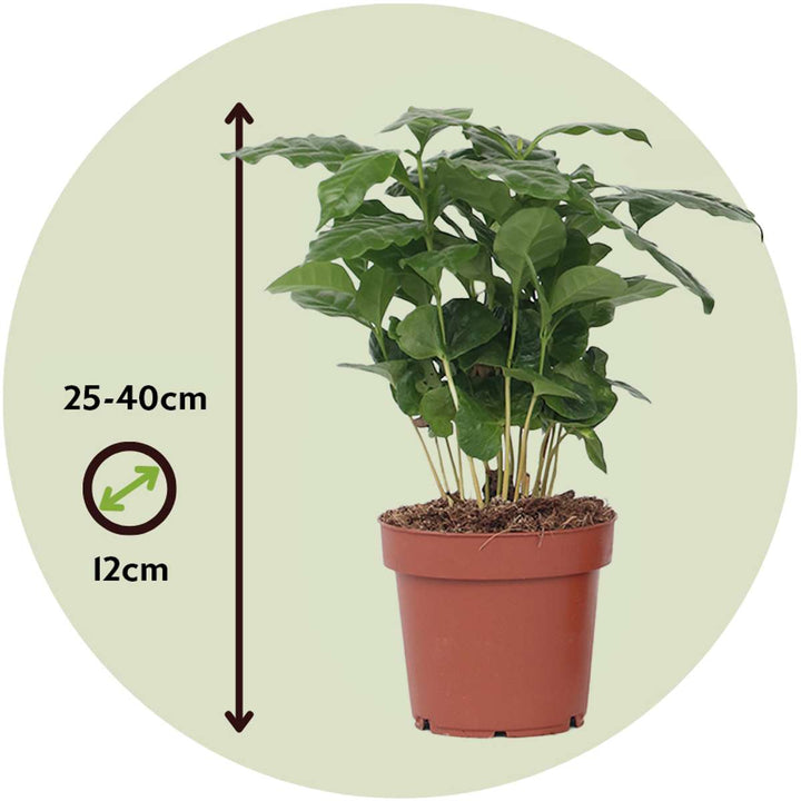 Coffea arabica - Koffieplant - Set van 4