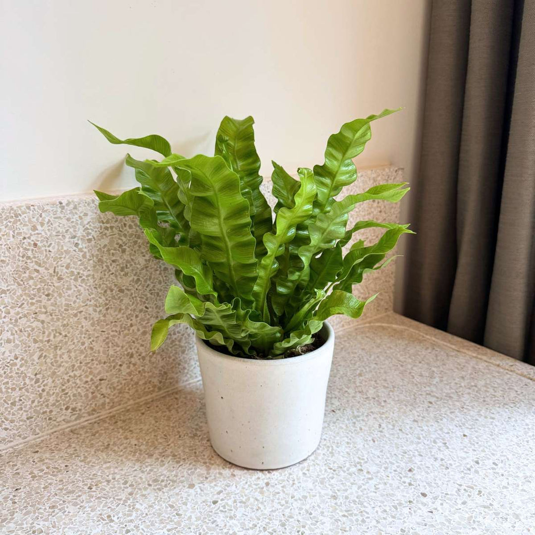 Asplenium nidus 'Crispy Wave' - Nestvaren