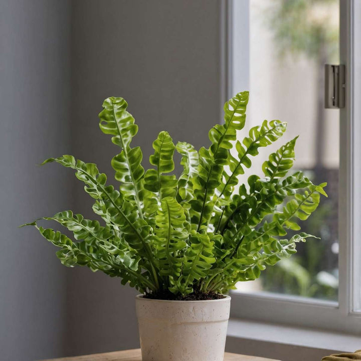 Asplenium nidus 'Crispy Wave' - Set van 2 - Varen