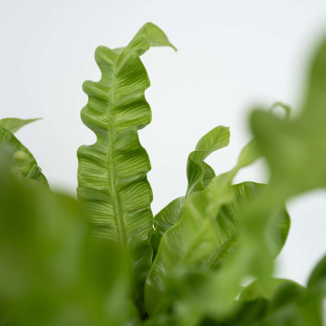 Asplenium nidus 'Crispy Wave' - Set van 2 - Varen