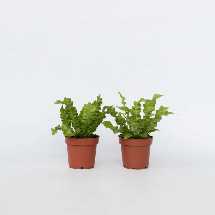 Asplenium nidus 'Crispy Wave' - Set van 2 - Varen