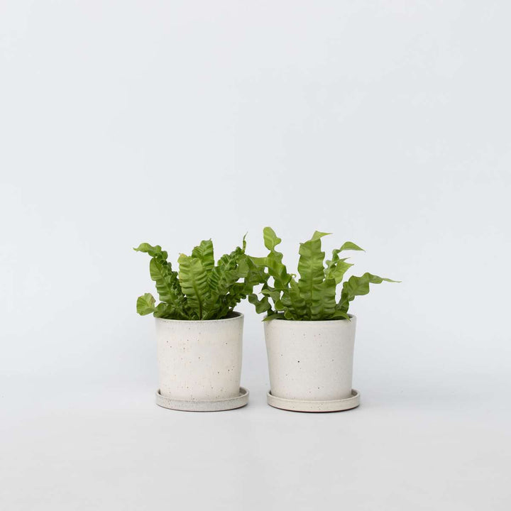 Asplenium nidus 'Crispy Wave' - Set van 2 - Varen