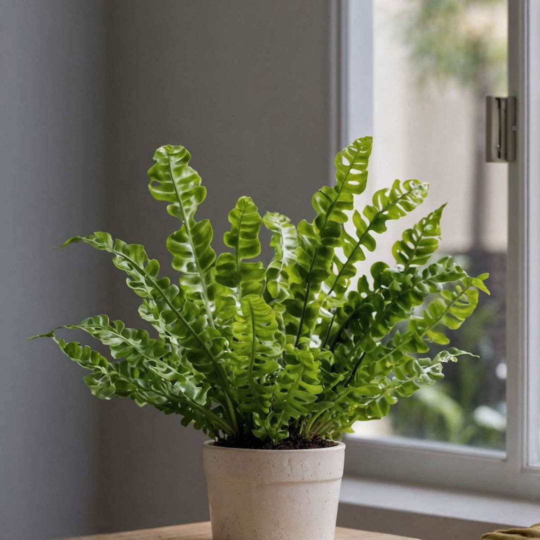 Asplenium nidus 'Crispy Wave' - paprat - FloraStore