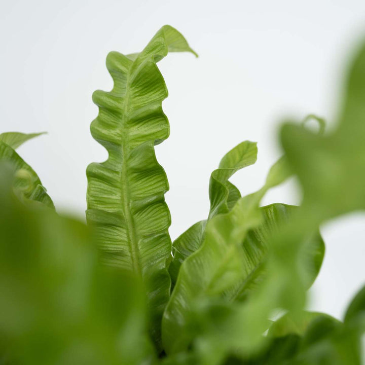 Asplenium nidus 'Crispy Wave' - paprat - FloraStore