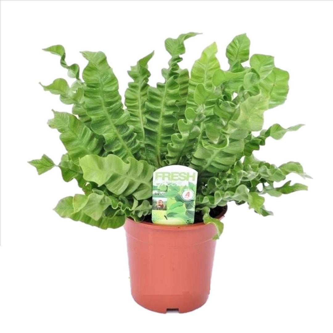 Asplenium nidus 'Crispy Wave' - paprat - FloraStore