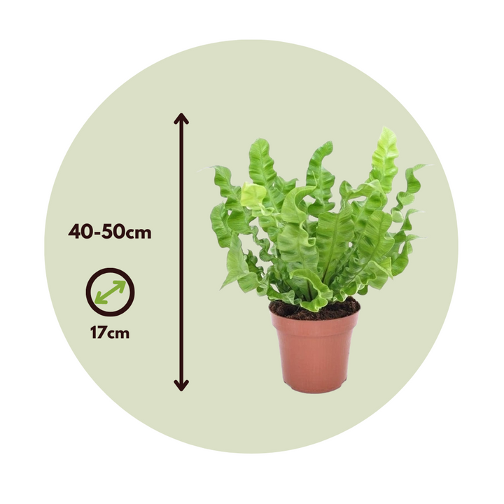 Asplenium nidus 'Crispy Wave' - paprat - FloraStore