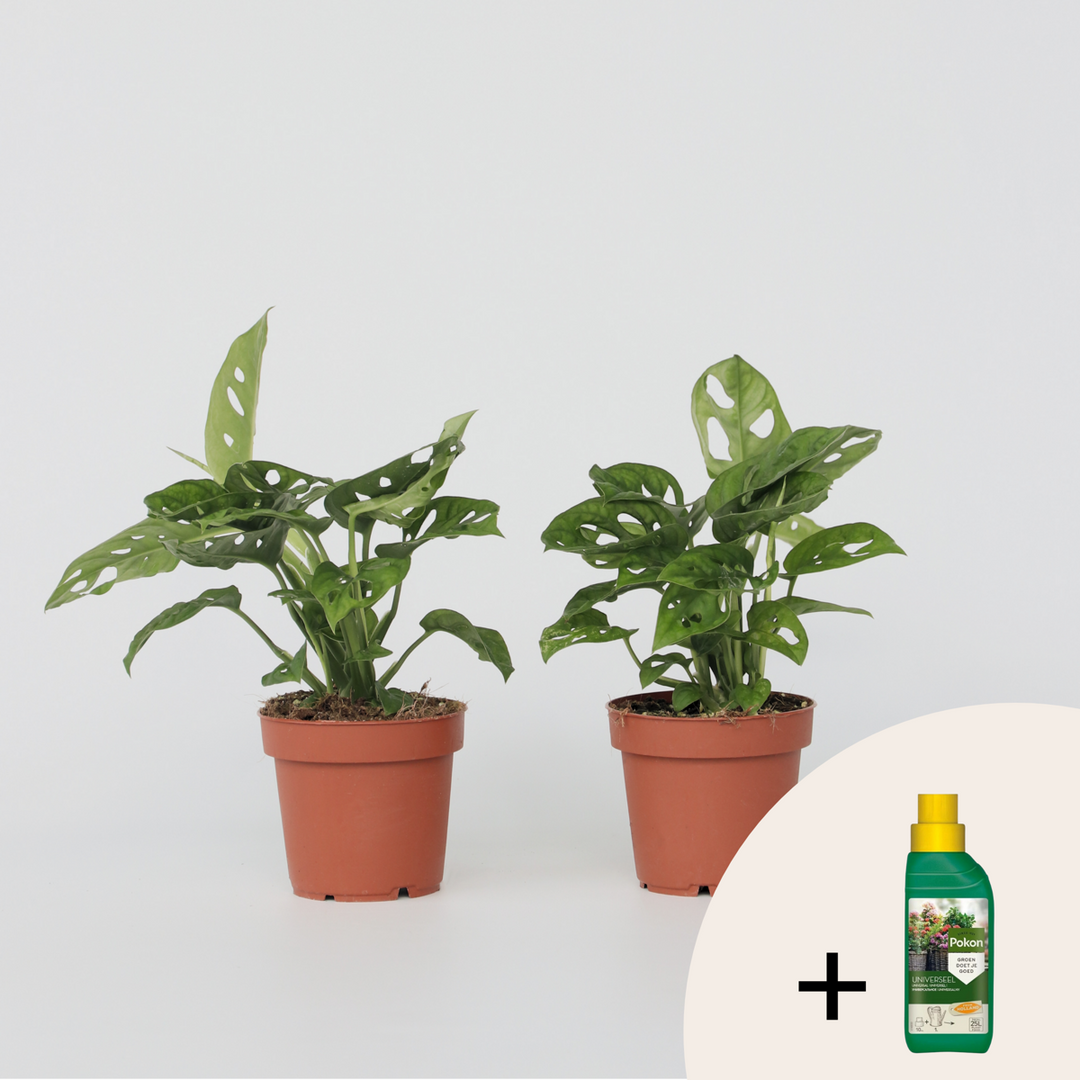 Monstera - Set van 2 - Inclusief plantenvoeding