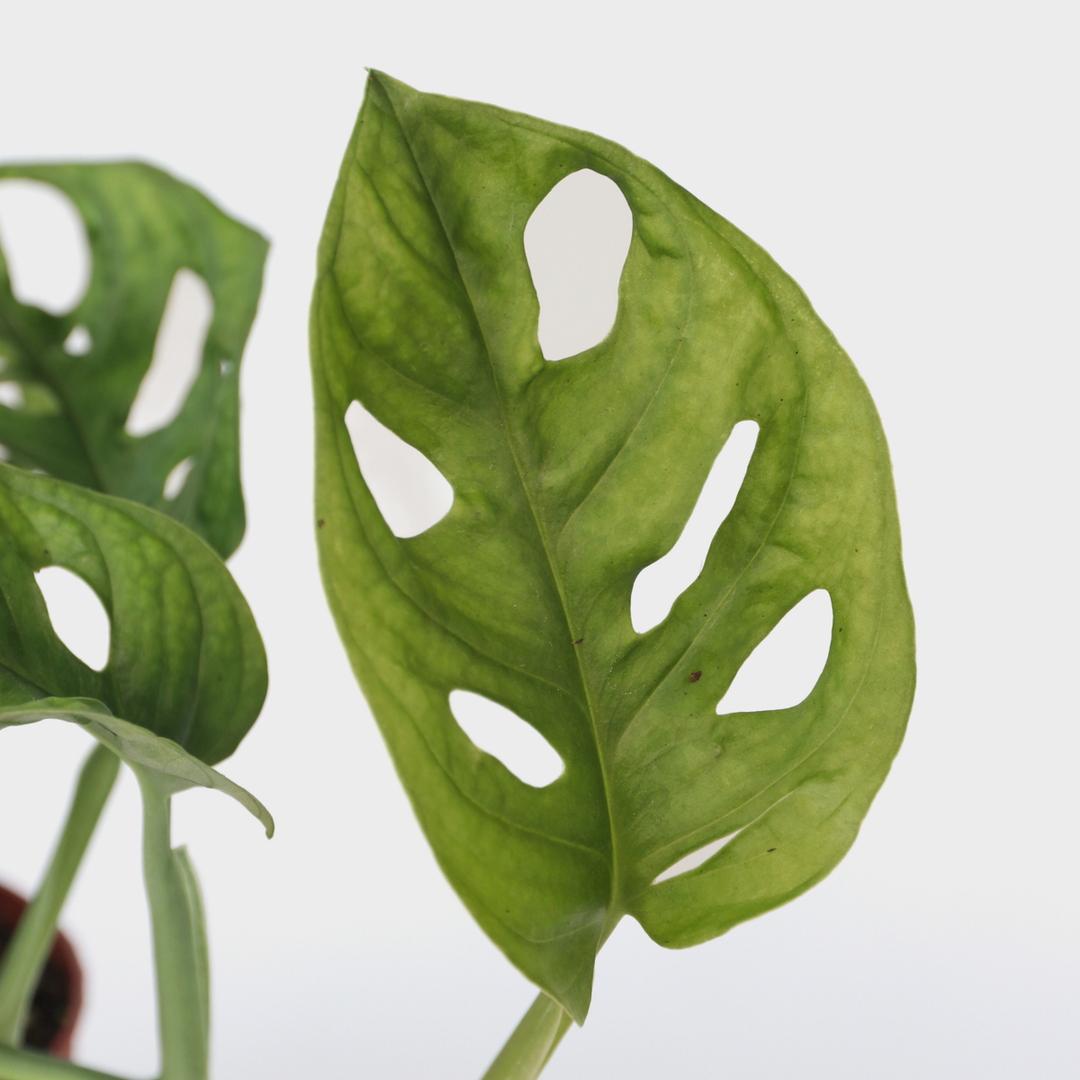 Monstera Monkey Mask - Set 2 - Rostlina Ripple Hole