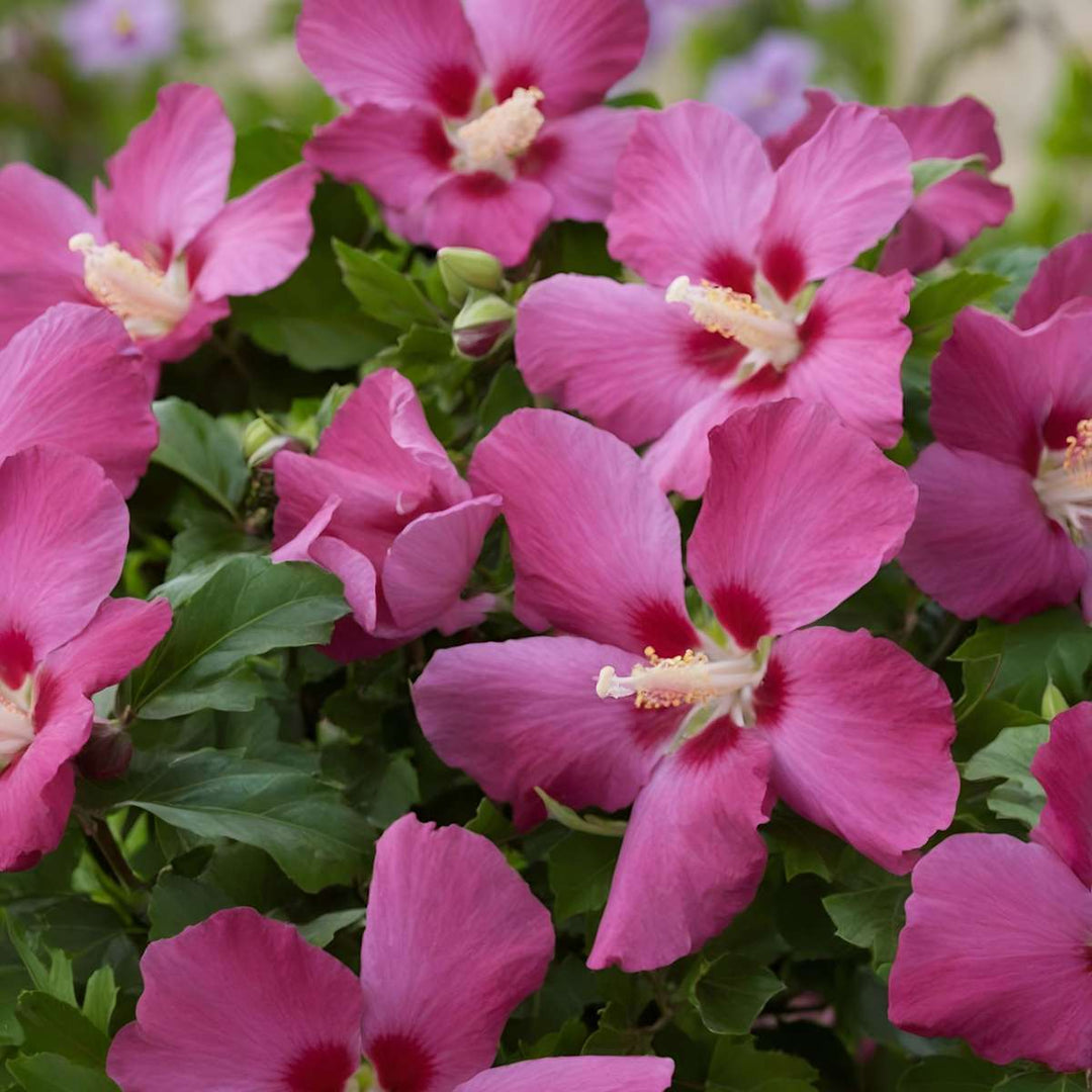 Hibiscus syriacus - 3 pieces - Woodbridge, Hamabo, Oiseau